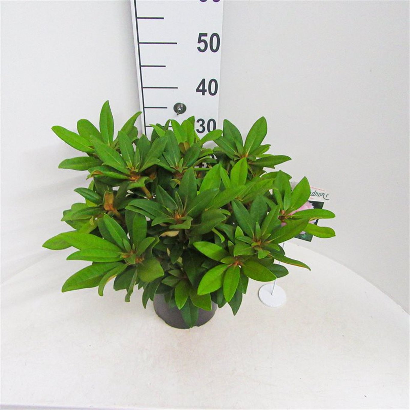 Rhododendron – Rhododendron (Y); 'Doc' - C5 30/+ CM